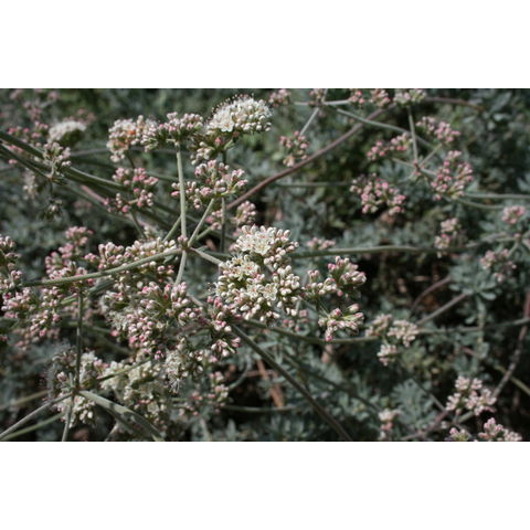 Eriogonum sp.
