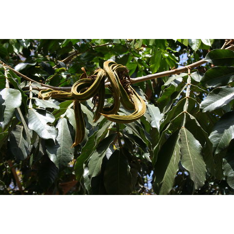 Inga edulis
