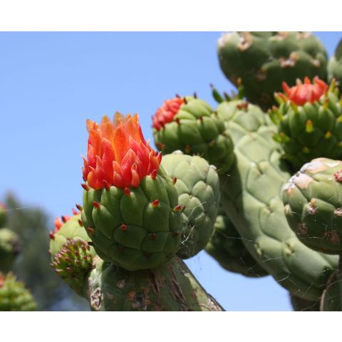 Opuntia cylindrica
