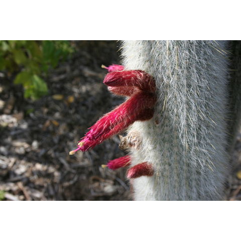 Cleistocactus hyalacanthus

