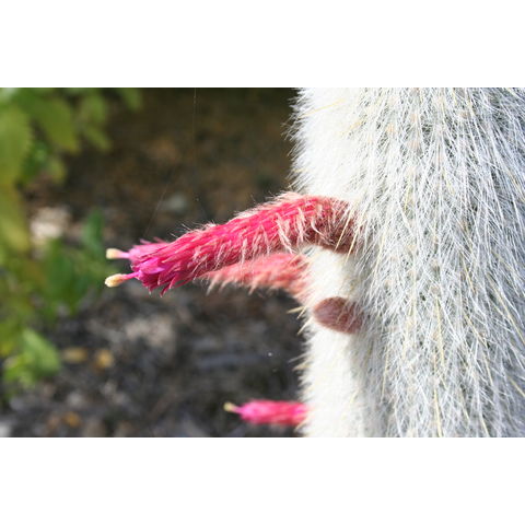 Cleistocactus hyalacanthus
