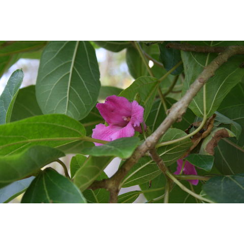 Delostoma sp.
