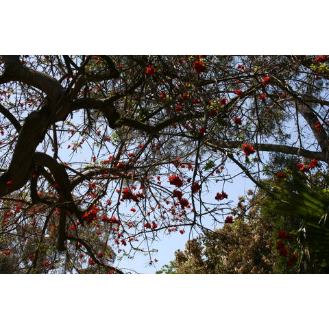 Erythrina lysistemon
