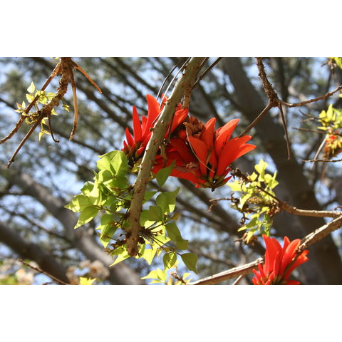 Erythrina lysistemon
