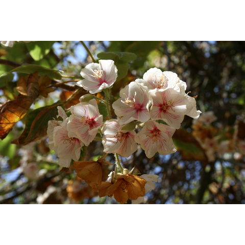 Dombeya burgesiiae
