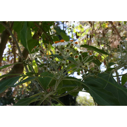 Podachaenium eminens

