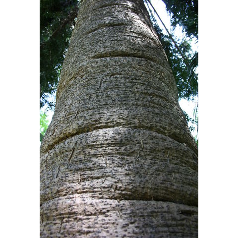 Araucaria bowilli
