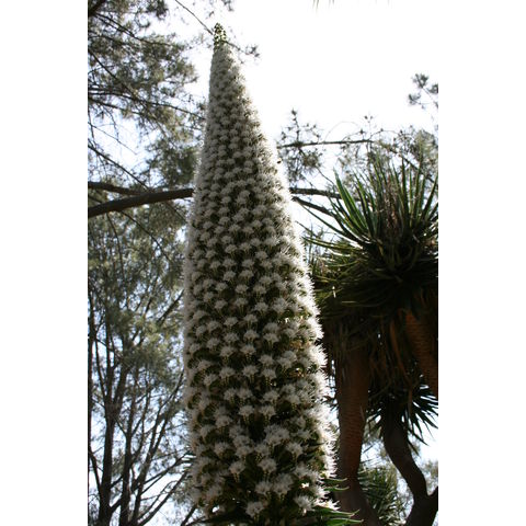 Echium candicans
