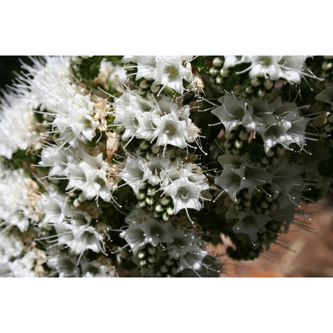 Echium candicans

