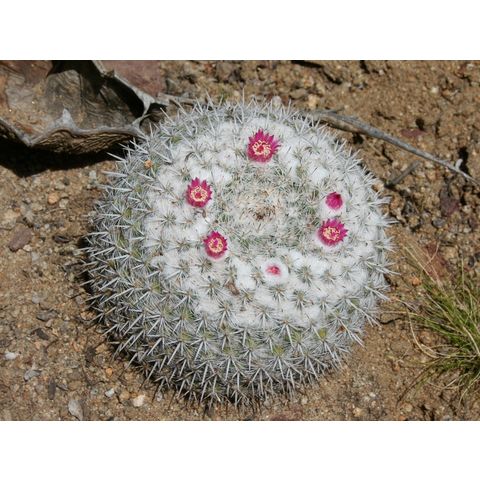 Mammilaria petterssonii
