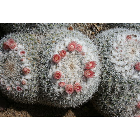 Mammilaria parkinsonii
