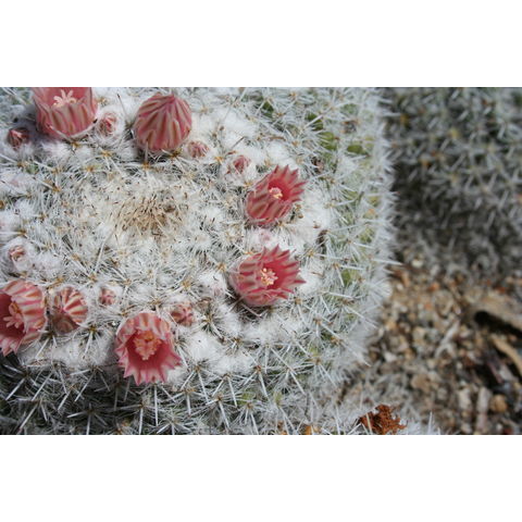 Mammilaria parkinsonii
