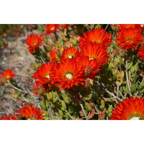 Lampranthus aurantiacus

