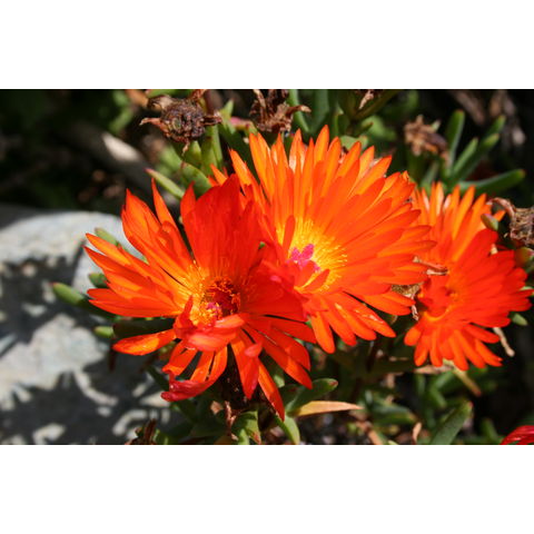 Lampranthus aurantiacus
