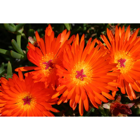 Lampranthus aurantiacus
