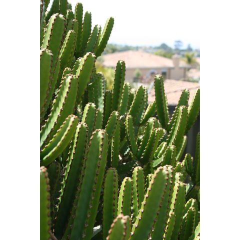 Euphorbia tetragona
