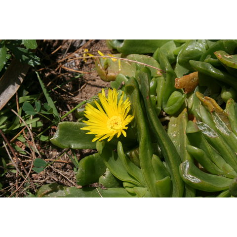 Glottiphyllum linguiforme
