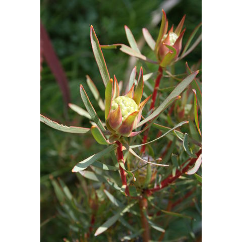Leucadendrum salicifolium
