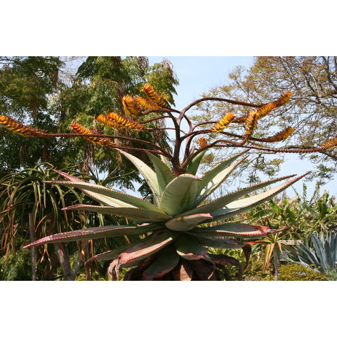 Aloe globulgemma
