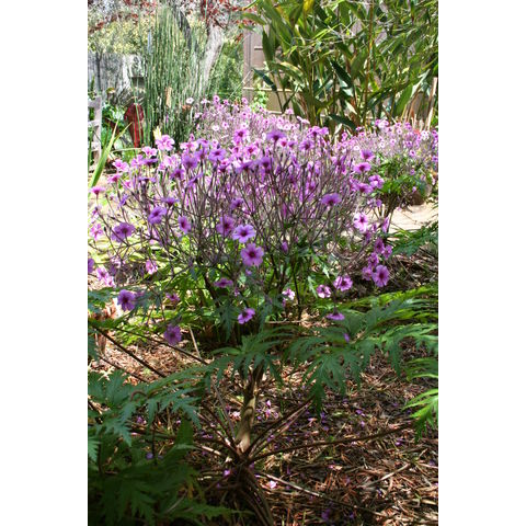 Geranium maderense
