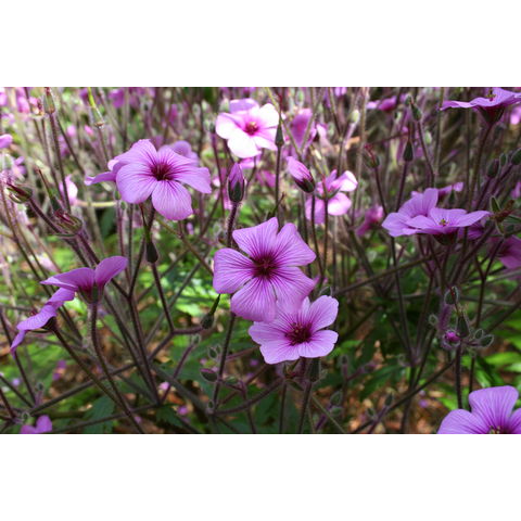 Geranium maderense
