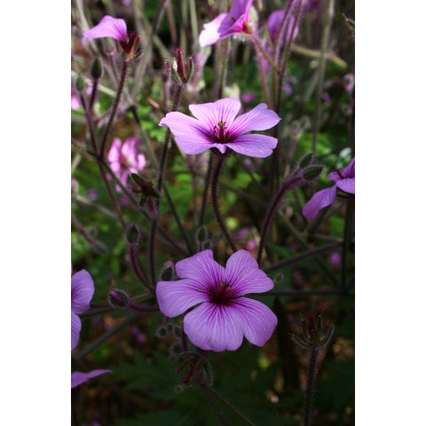 Geranium maderense
