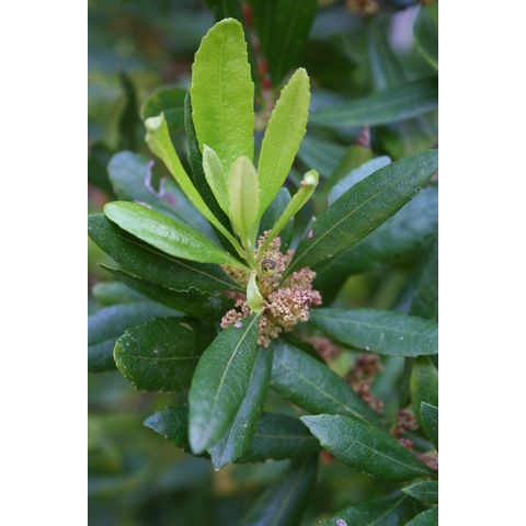 Myrica californica
