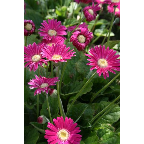 Gerbera jamesonii 'Everlast'
