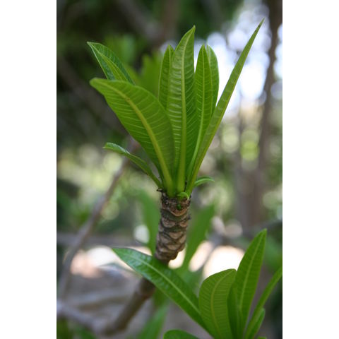 Rauwolfia caffra

