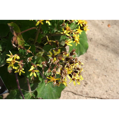 Senecio petasitis
