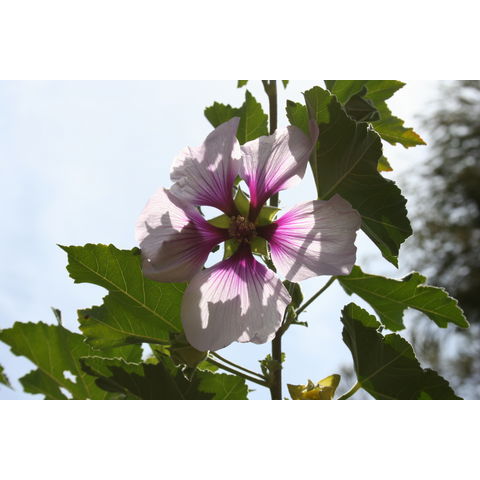 Lavatera maritima
