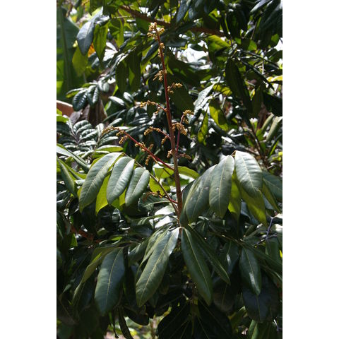 Dimocarpus longan 'Kohala'
