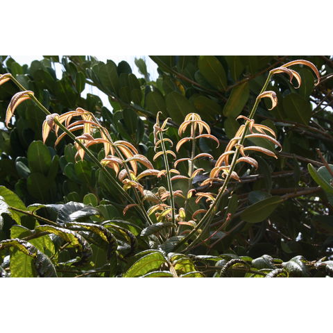 Davidsonia pruriens
