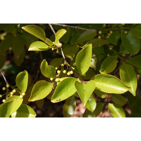 Marlierea sp.

