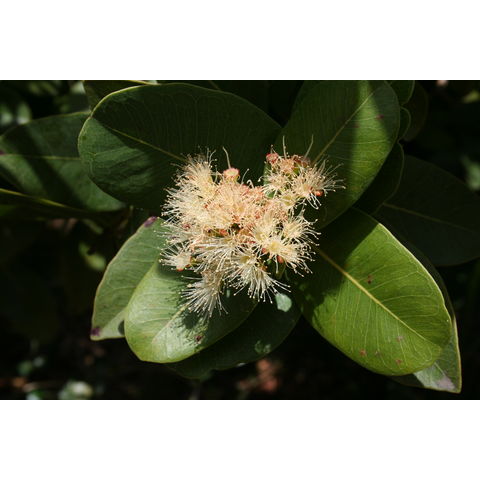 Syzygium cordatum
