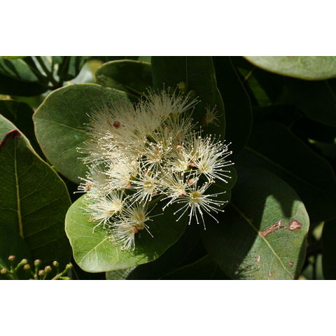 Syzygium cordatum
