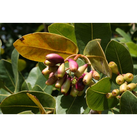 Syzygium cordatum
