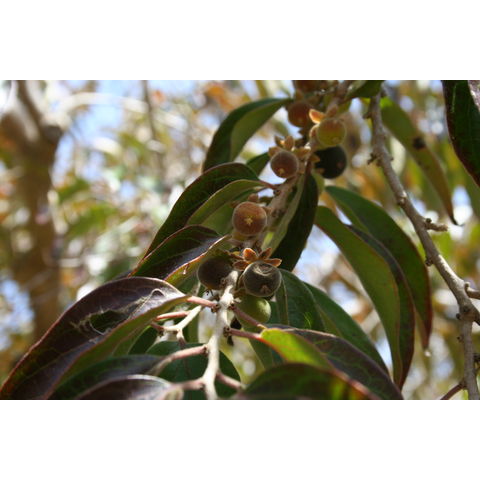 Dovyalis hebecarpa
