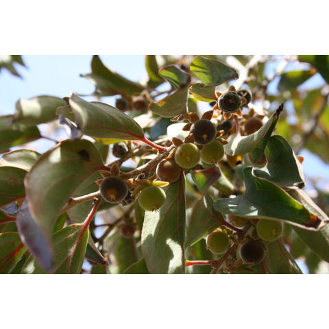 Dovyalis hebecarpa
