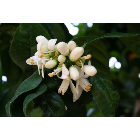 Citrus 'Chironja', orangelo
