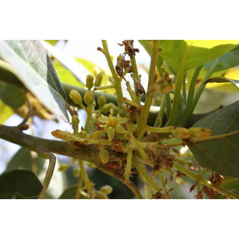 Persea americana 'Mexicola'
