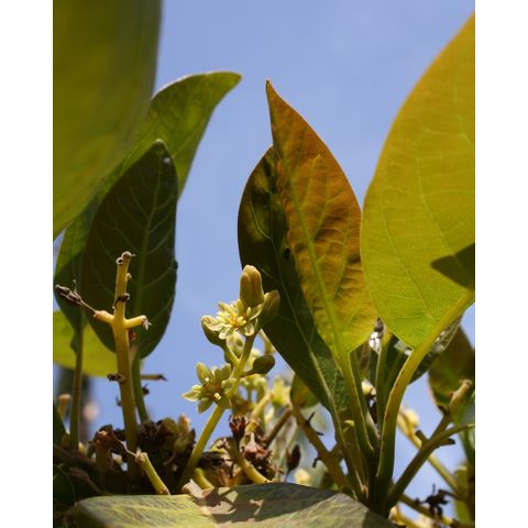 Persea americana 'Mexicola'
