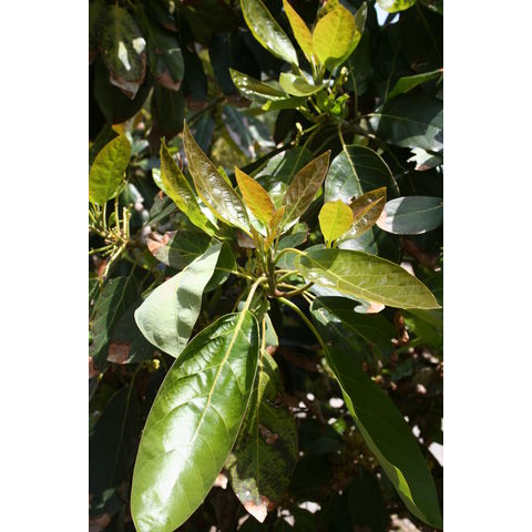 Persea americana 'Mexicola'
