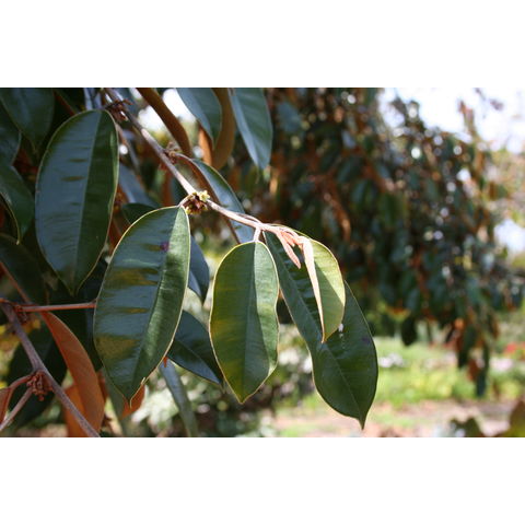 Chrysophyllum oliviforme
