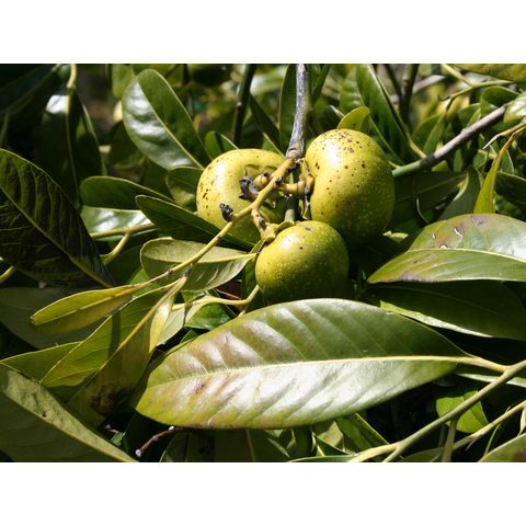 Diospyros digyna
