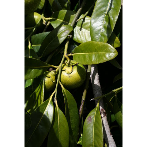 Diospyros digyna
