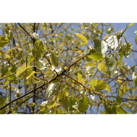 Diospyros virginiana
