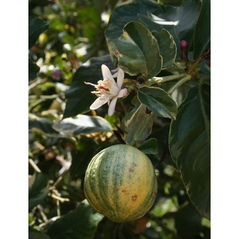Citrus limon (variegated 'Eureka')
