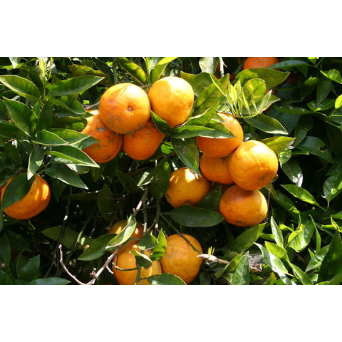 Ugli (Citrus reticulata x C. sinensis)
