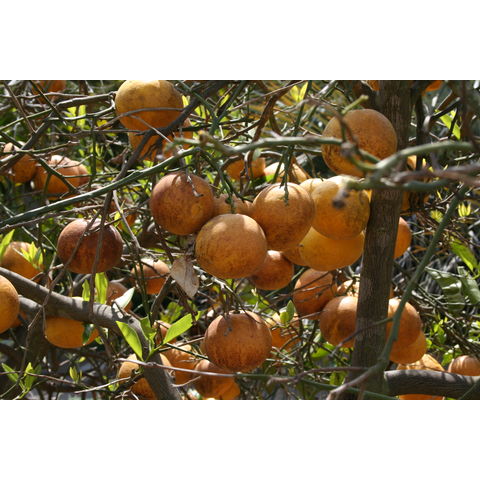 Citrus paradisi 'Cocktail'
